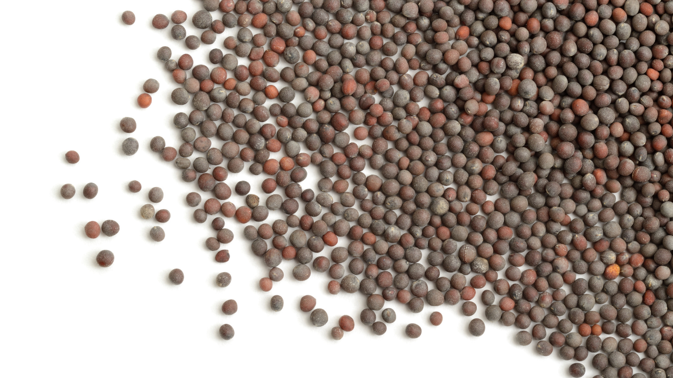 Mustardseeds